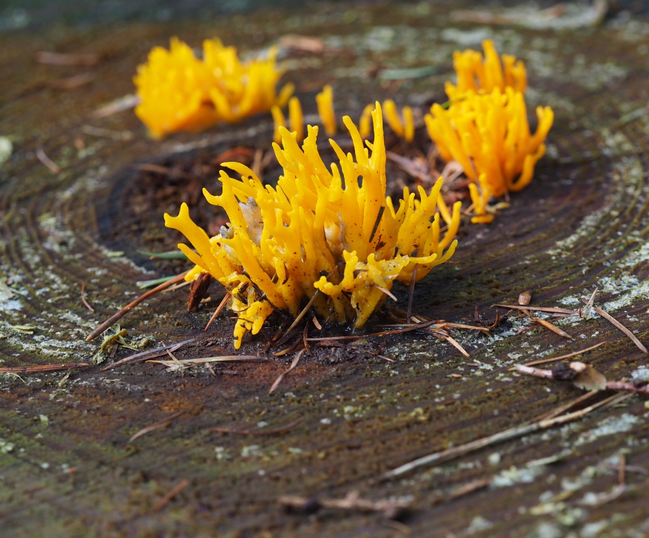 Koraalzwam - Schimmels - Koraalzwam