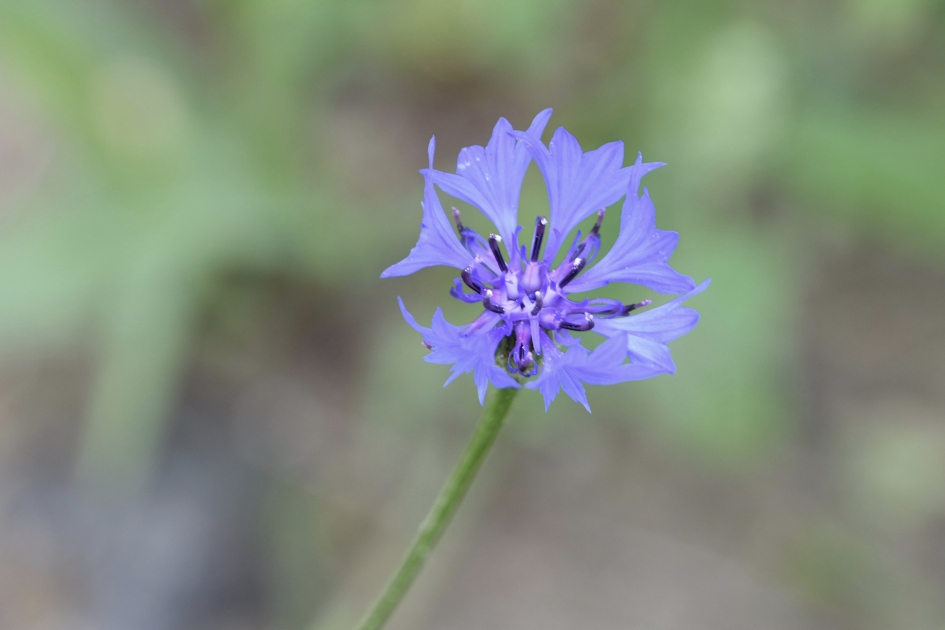 Korenbloem - Planten - 