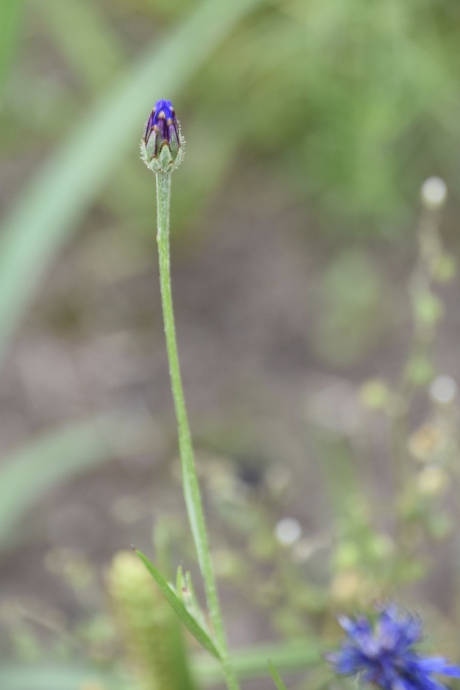Korenbloem nog in knop