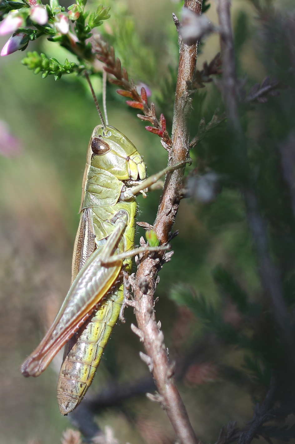 krasser - Geleedpotigen - 