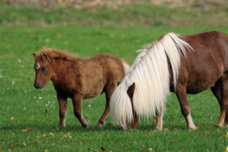 Krijg ik ook zoveel haar?