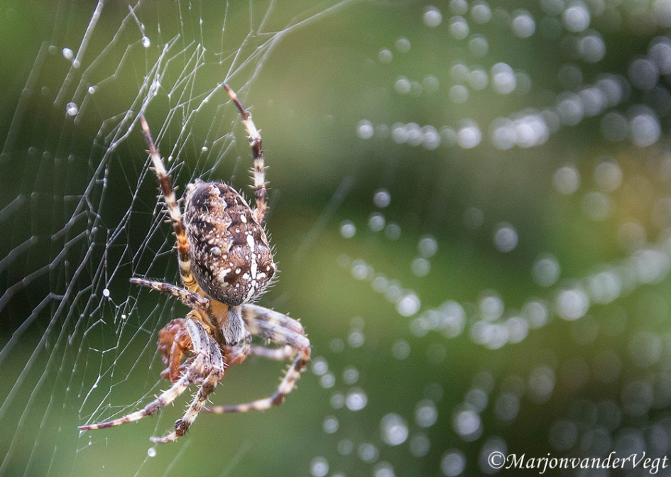 Vol verwachting klopt z'n hart - Geleedpotigen - kruisspin
