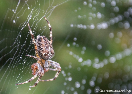 Vol verwachting klopt z'n hart