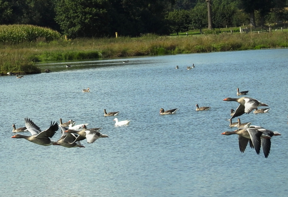 Laagvliegers - Vogels - Grauwe gans