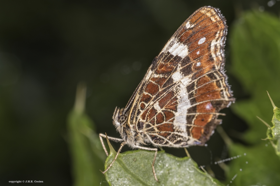 Landkaartje - Geleedpotigen - Landkaartje