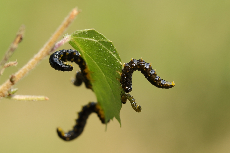 larven-nimfen van een bladwesp - Geleedpotigen - 