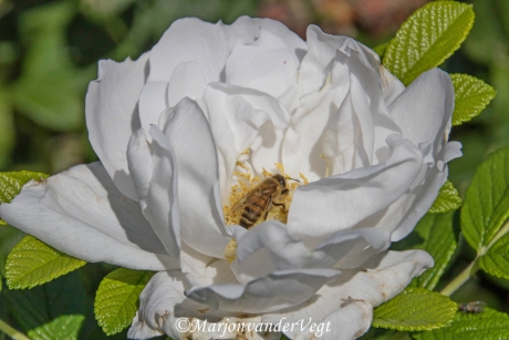Lekker in 't zonnetje