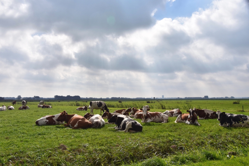 Lekker rustig - Zoogdieren - 