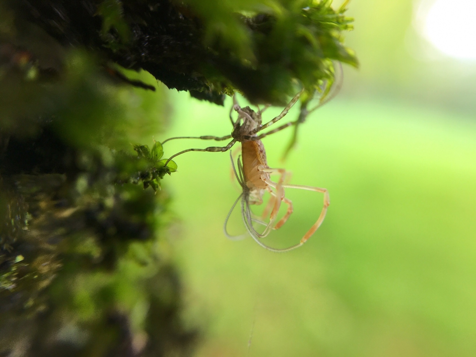 Lenig - Geleedpotigen - 