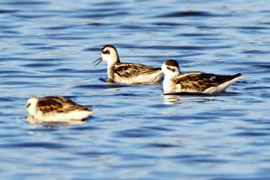 Leuke gasten - Vogels - Grauwefranje poot