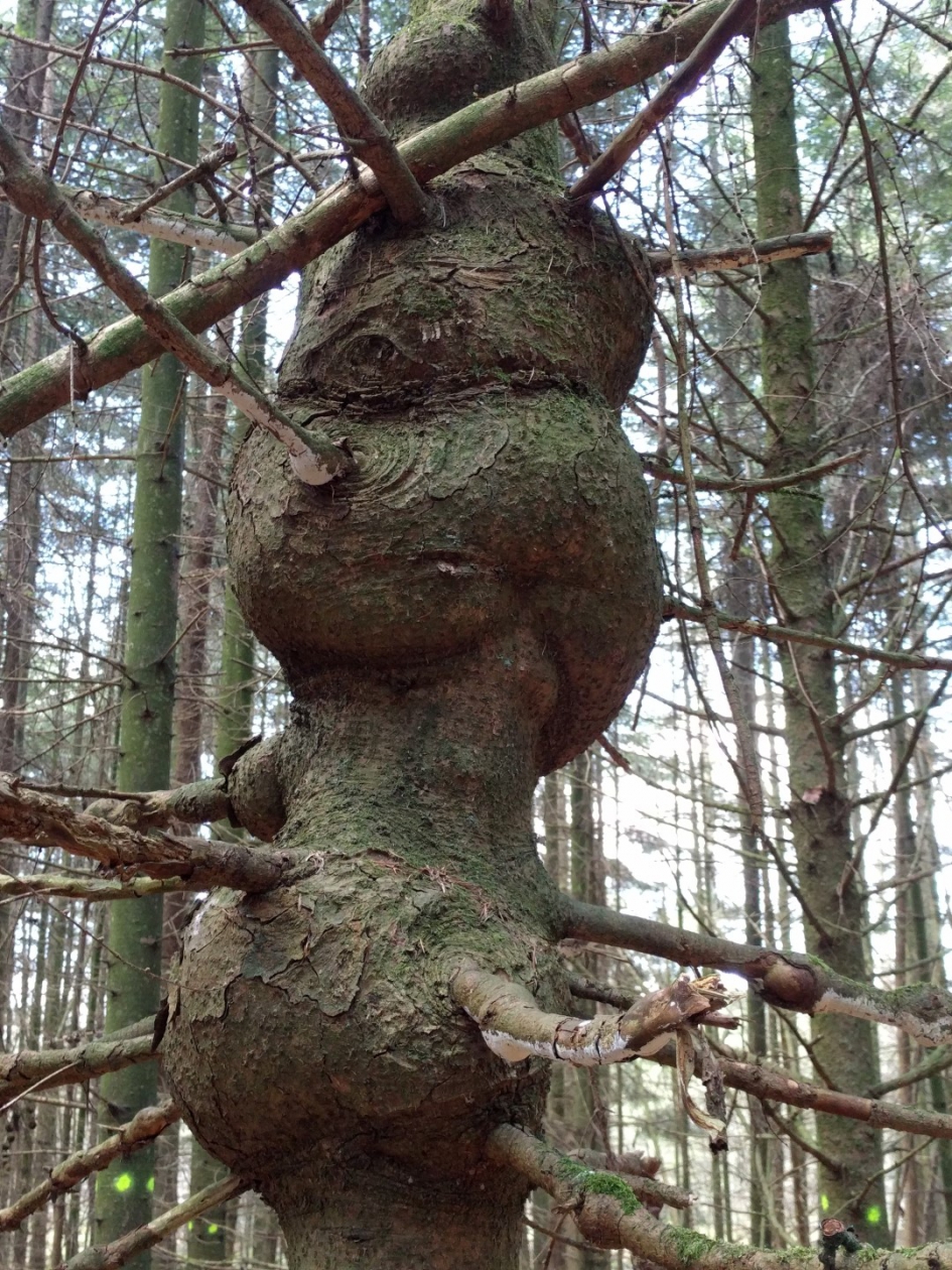 Lork of Marsmannetje - Overig - Larix of Lork