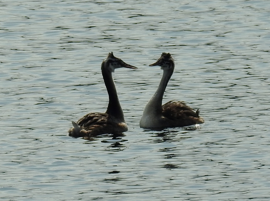 Mag ik deze dans van u - Vogels - Fuut