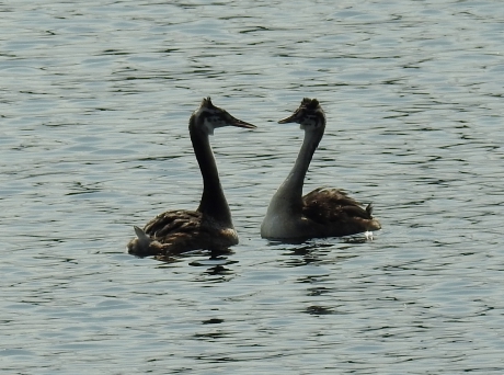 Mag ik deze dans van u