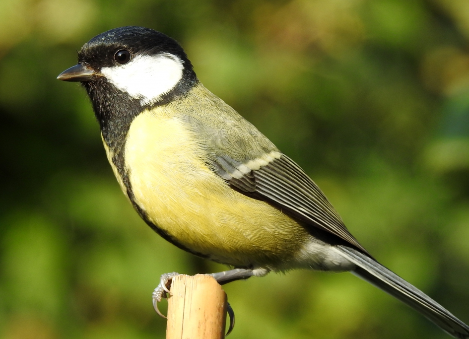 Mag ik even de aandacht - Vogels - Koolmees