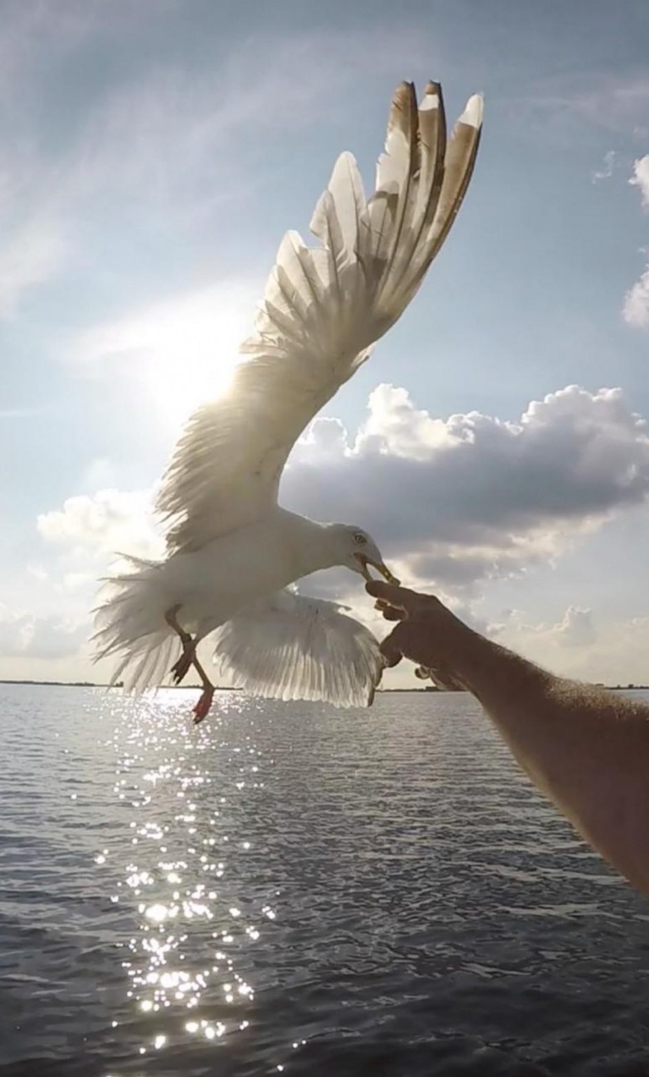 Meeuw, zon en voedsel - Vogels - Meeuw