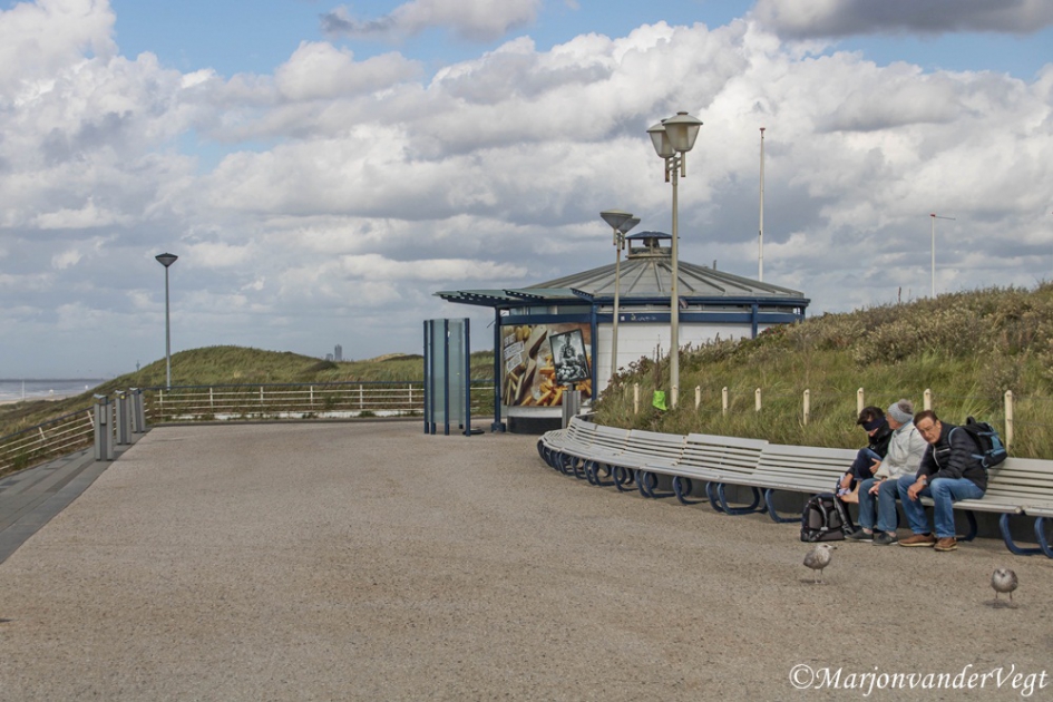 Meeuwen blijven op de grond - Vogels - meeuwen