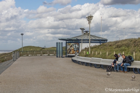 Meeuwen blijven op de grond