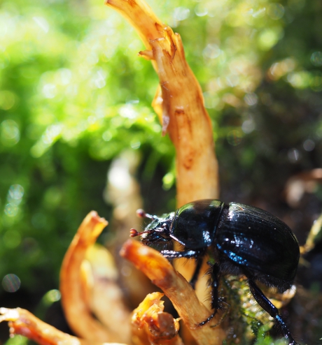 Mestkever op paddestoel