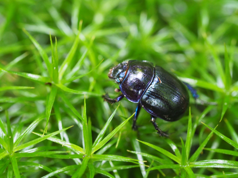 Mestkever op sterrenmos - Geleedpotigen - Mestkever