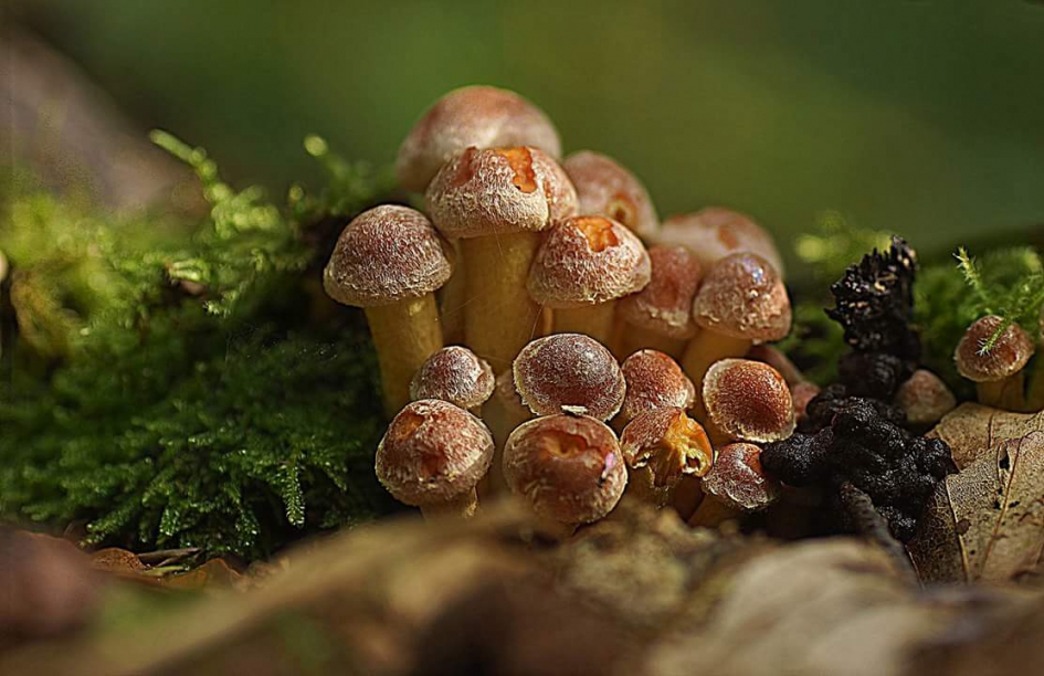 Met een vleugje licht - Schimmels - 