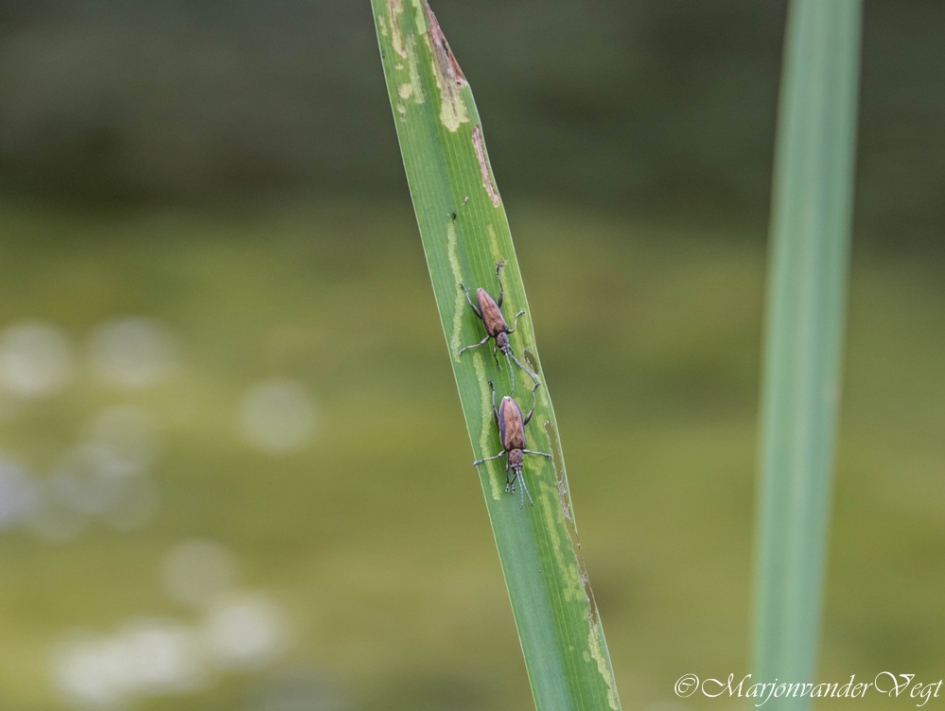 Met z'n 2n - Geleedpotigen - rietkevers
