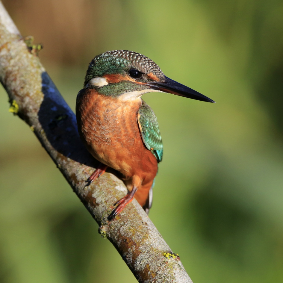 Mevrouw Visser II - Vogels - IJsvogel