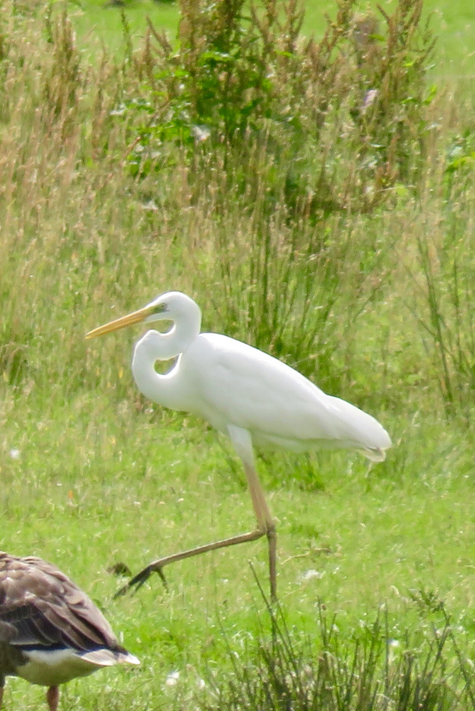 Ministry of silly walks - Vogels - zilverreiger