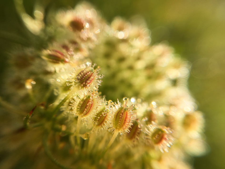 Mistdruppels - Planten - 