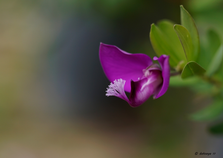 Vleugeltjesbloem - Planten - 