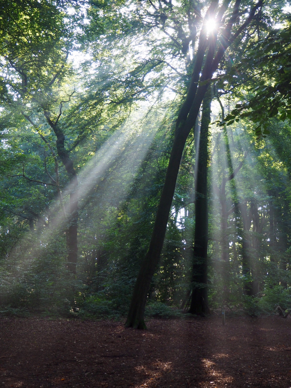 Mooie ochtenden - Weer en landschap - 