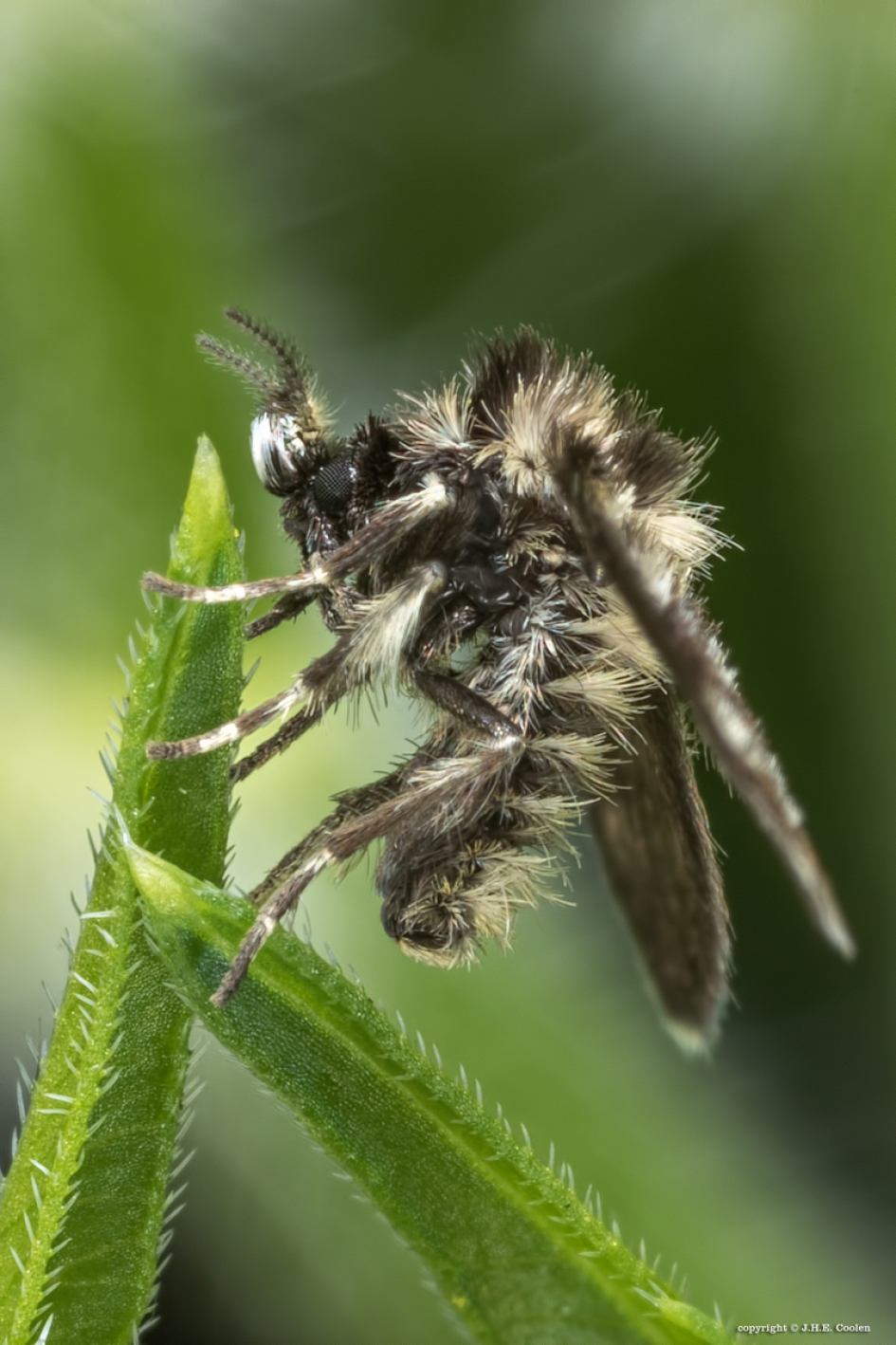 Motmug - Overig - Motmug