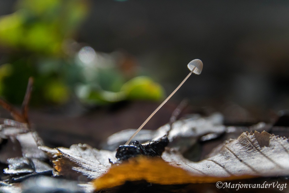 Mycena - Schimmels - mycena