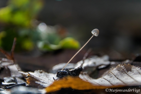 Mycena
