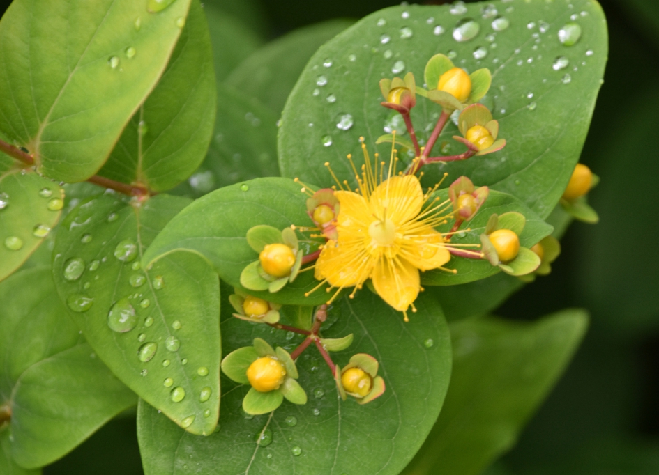 Na de regen - Planten - 