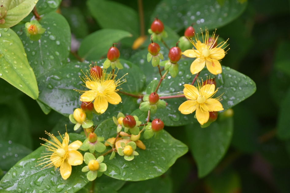 Na de regen - Planten - 