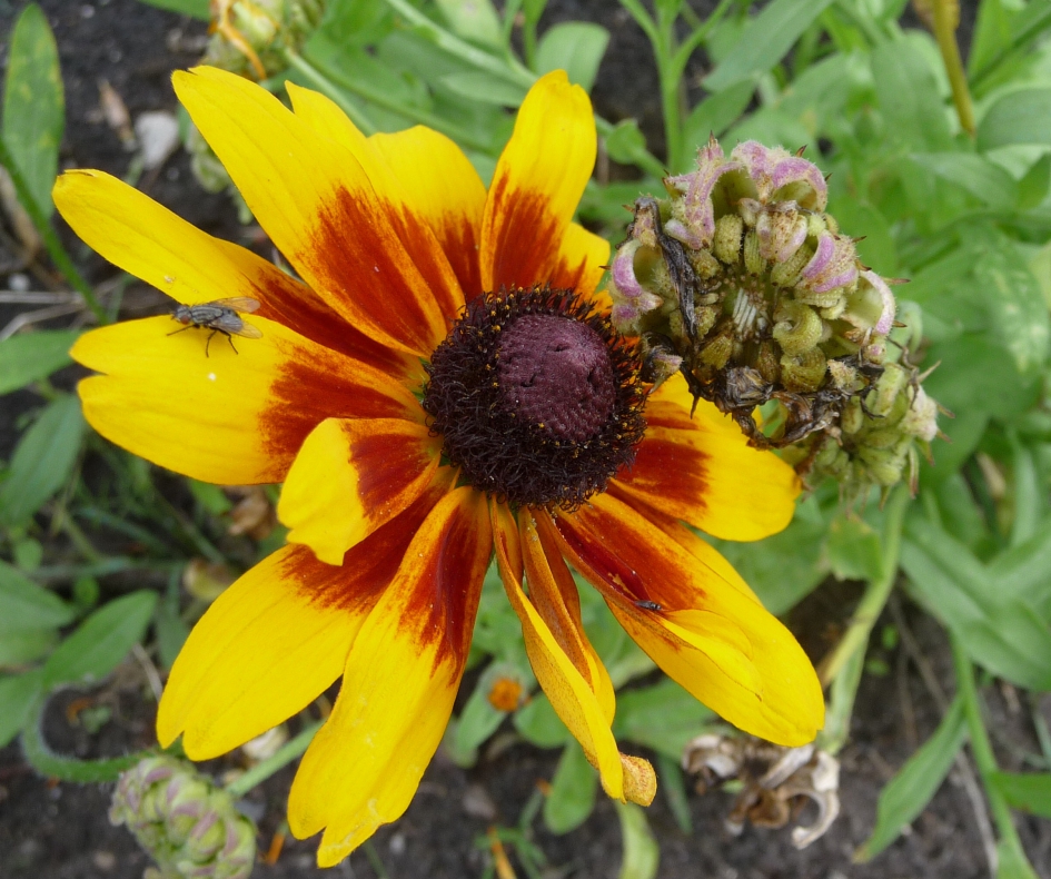 Met bezoek... - Planten - 