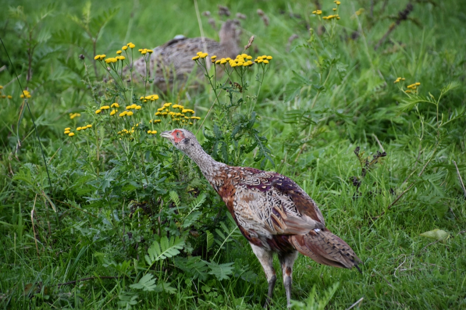 Ze aten ook van de bloemen.. - Vogels - 