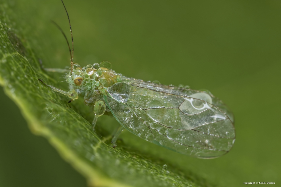 Nat hé.. - Geleedpotigen - Elzenbladvlooi
