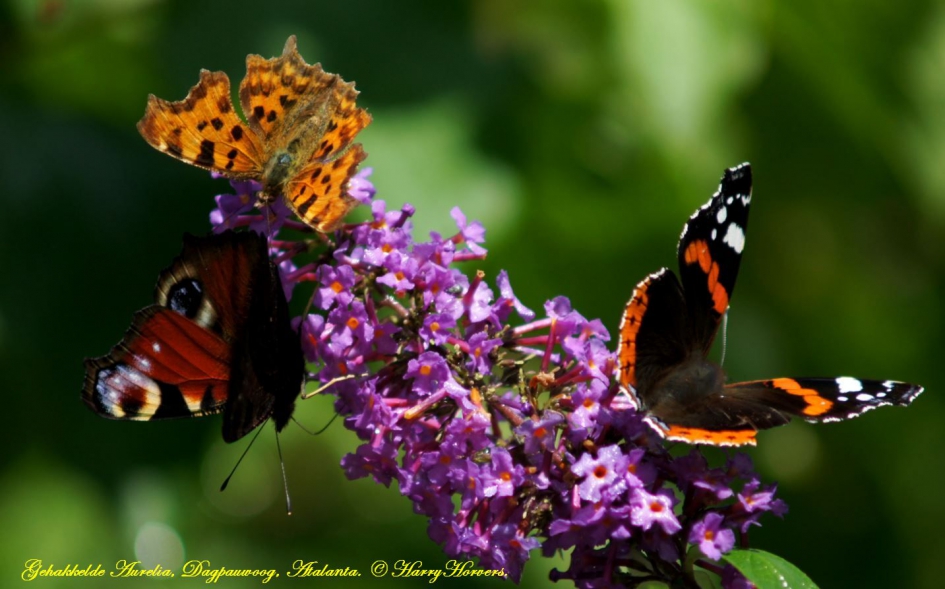 3 vlinders op èèn bloem -1 - Geleedpotigen - 