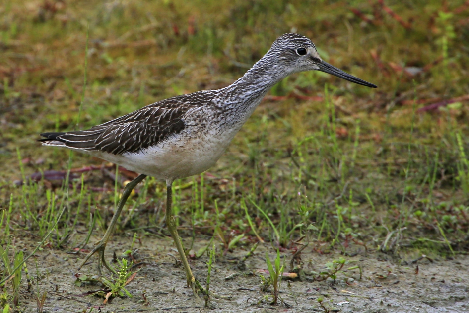 Grünschenkel - Vogels - Groenpootruiter