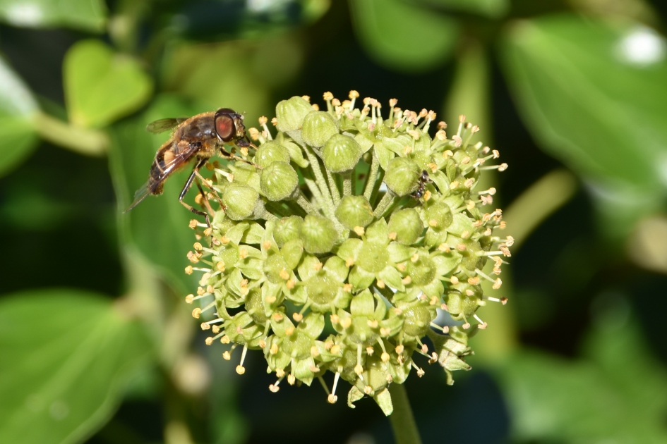 Bij? - Geleedpotigen - 