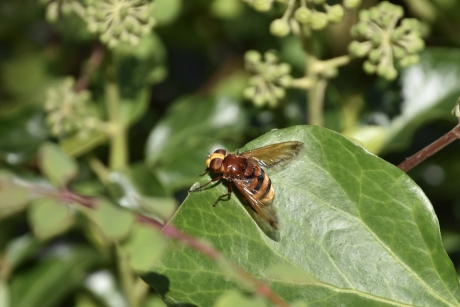 Hoornaarzweefvlieg