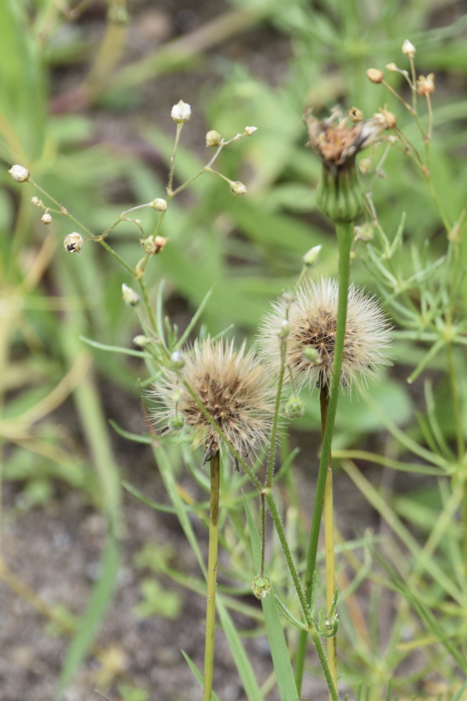 Uitgebloeid - Planten - 