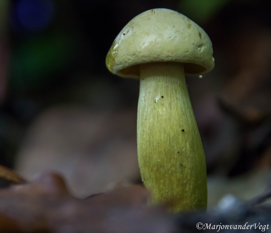 Narcisridderzwam - Schimmels - narcisridderzwam