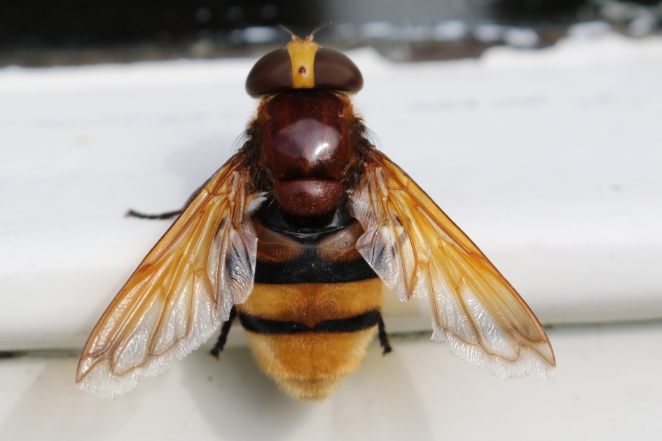 Nee, deze steekt niet... - Geleedpotigen - 