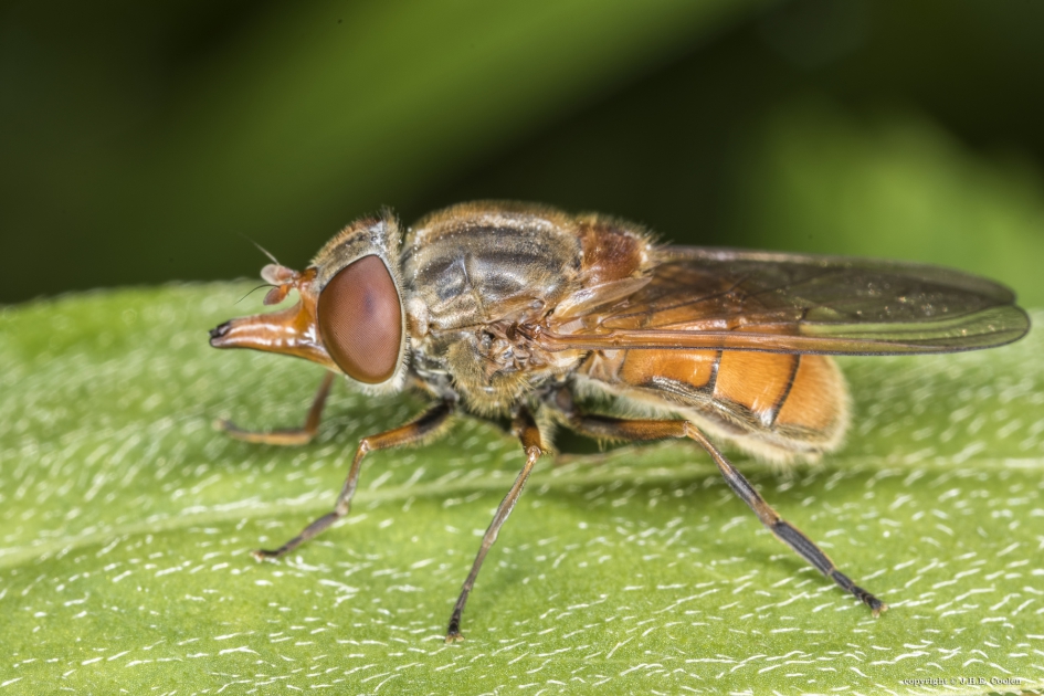 Neusvlieg - Geleedpotigen - Neusvlieg