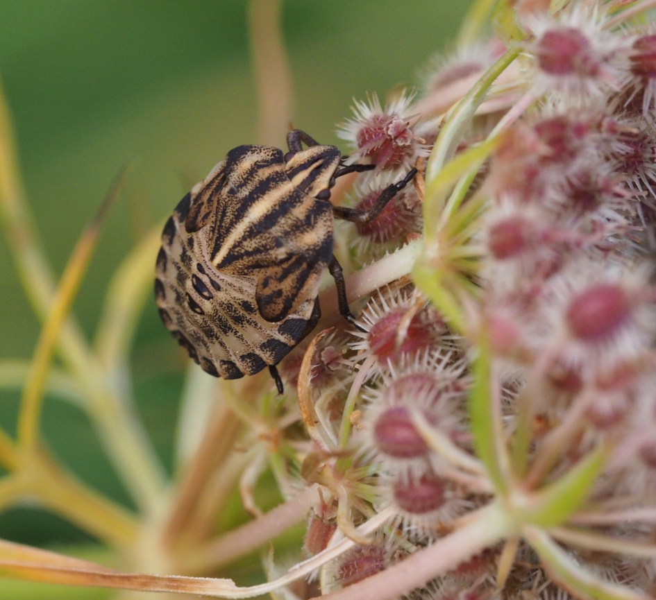 Nimf - Geleedpotigen - Nimf pyamawants