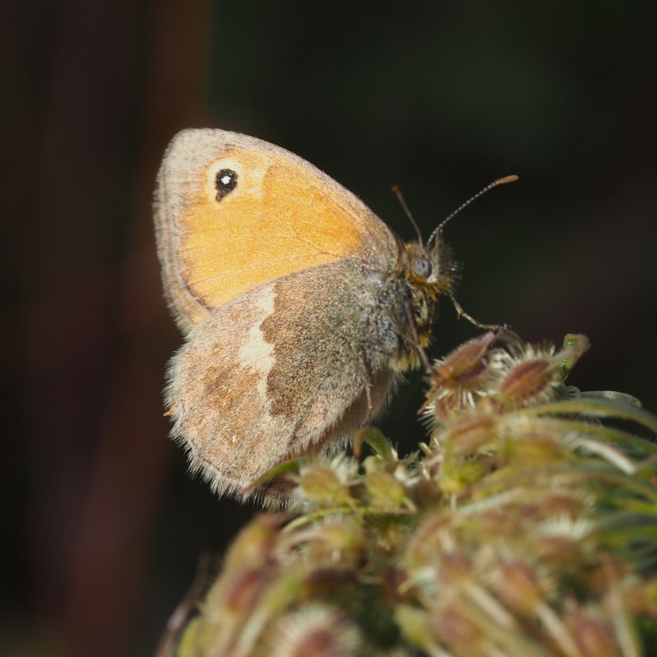 Nog heel gaaf - Geleedpotigen - Zandoogje