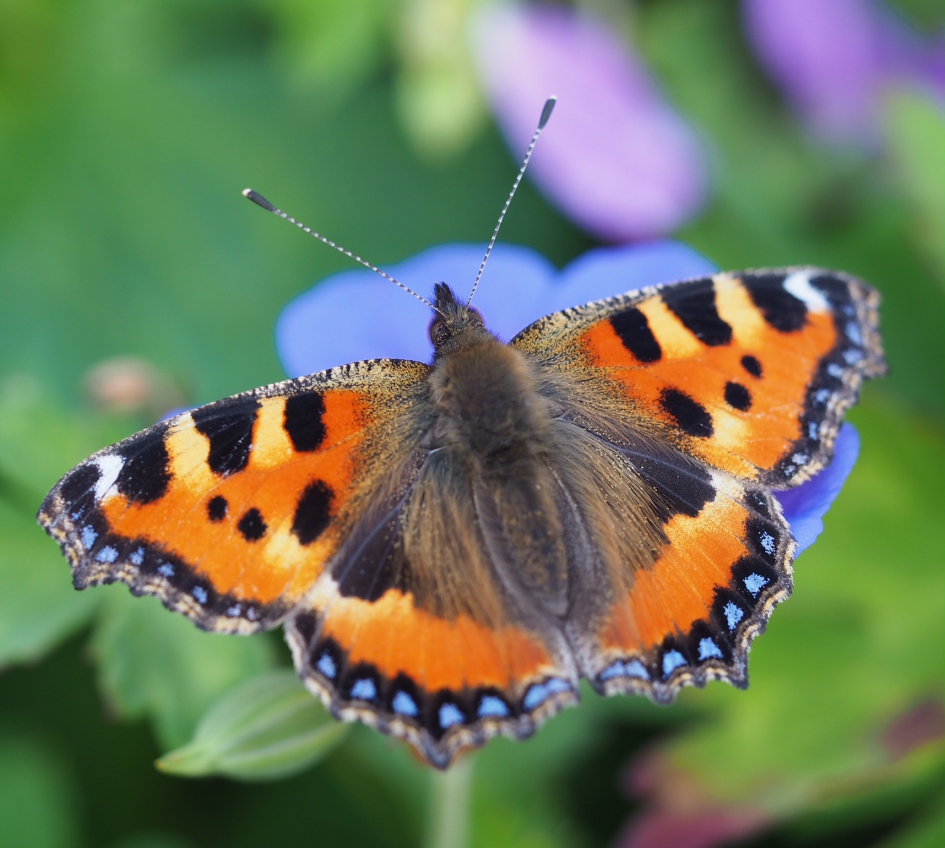 Nog in goede staat - Geleedpotigen - Kleine vos