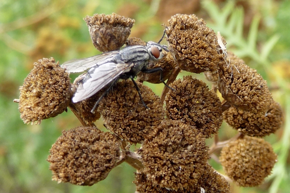 Nog lekker? - Planten - 